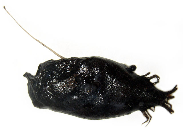 (Ceratiidae Gill, 1861) Семейство Цератииды, Цератиевые, Церациевые ...